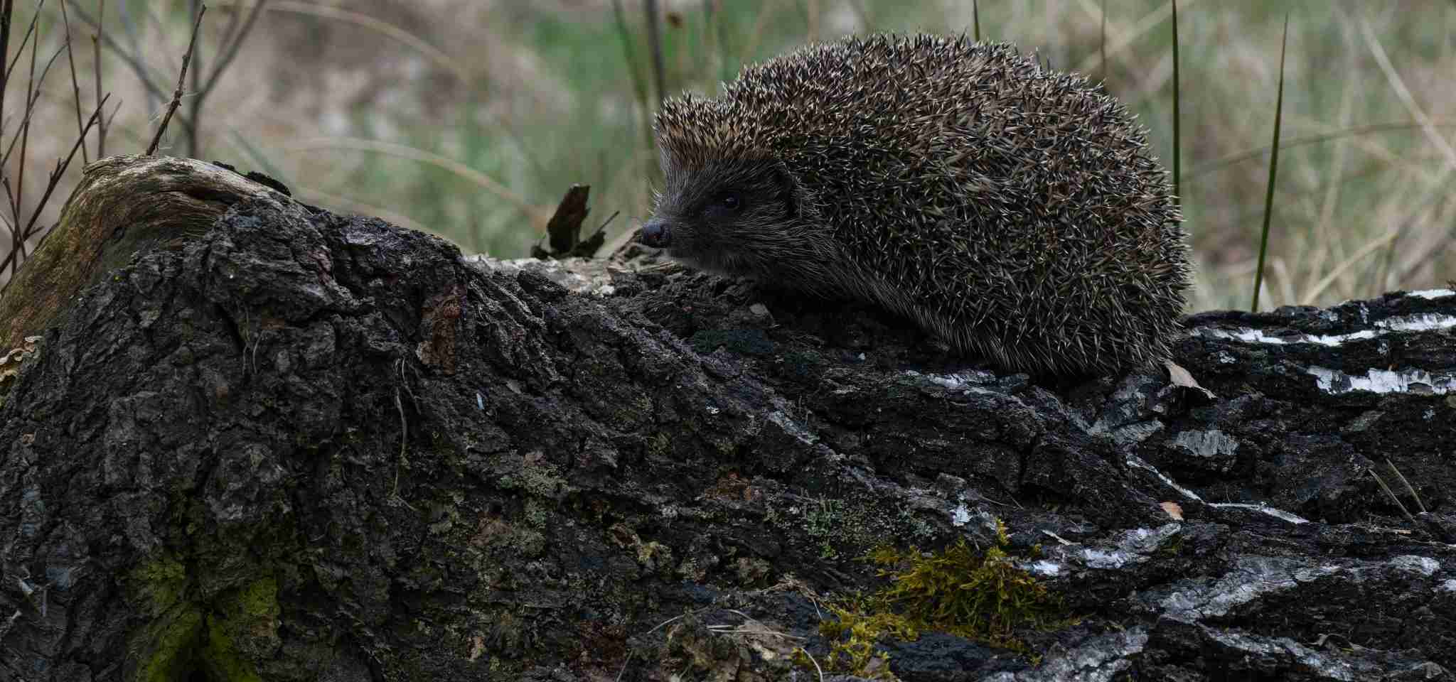 Western European Hedgehog in Western Europe
